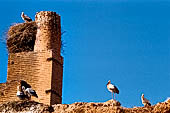Marrakech - Medina meridionale, cicogne che nidificano sulle mura del Palazzo di El-Badi.